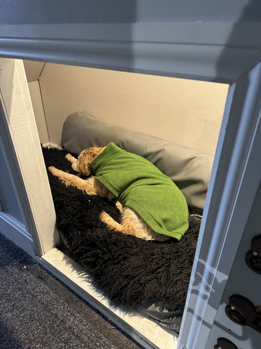 SpanielsSuper's tweet photo. Mumโs getting the impression that no one wants to go out today๐
Our coats make wonderful snuggly pyjamas ๐๐
#JustLeaveUsHere
#LazyMonday
#AllPartiedOut https://t.co/mvzSv97Pgw