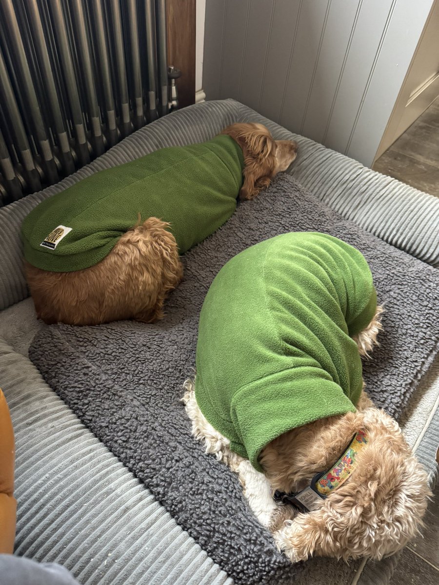 SpanielsSuper's tweet photo. Mumโs getting the impression that no one wants to go out today๐
Our coats make wonderful snuggly pyjamas ๐๐
#JustLeaveUsHere
#LazyMonday
#AllPartiedOut https://t.co/mvzSv97Pgw