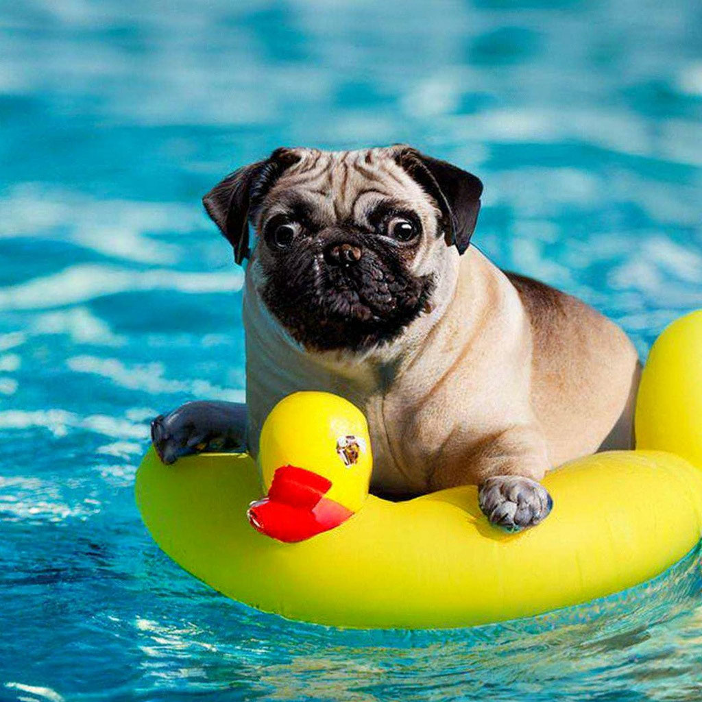 DoubleDog tweet media