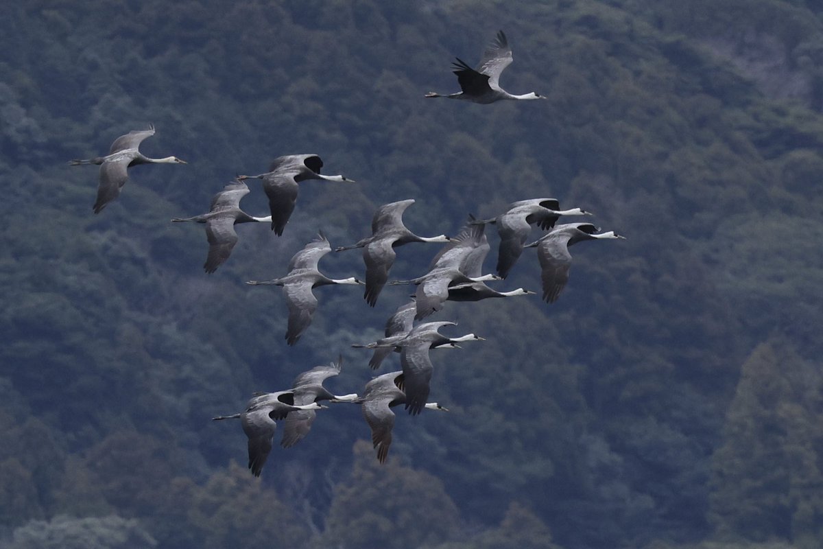 LittleStint0125's tweet photo. 11時くらい、川内峠に到着してすぐ19羽の群れが通過。生月島の方向へ北上。
その後は佐世保方面を周ったりしたけど、天候がイマイチだったのか遭遇できず。 https://t.co/6Sljc0ALaS