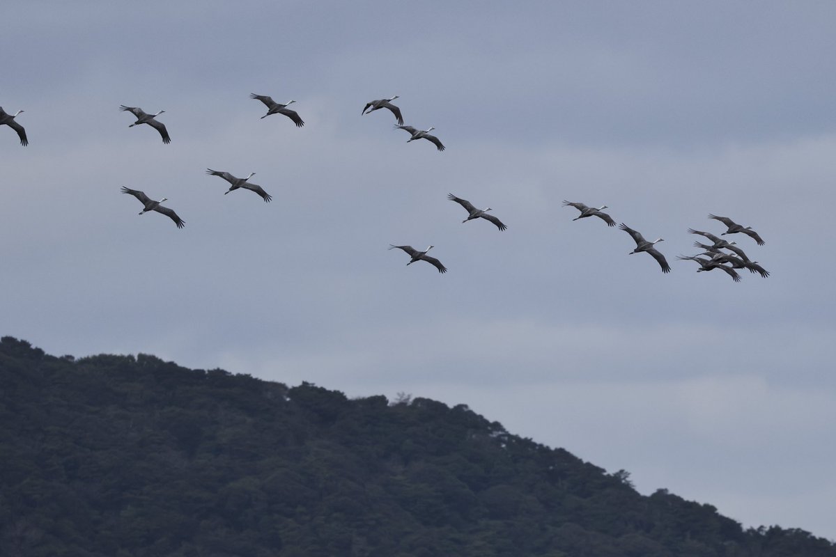LittleStint0125's tweet photo. 11時くらい、川内峠に到着してすぐ19羽の群れが通過。生月島の方向へ北上。
その後は佐世保方面を周ったりしたけど、天候がイマイチだったのか遭遇できず。 https://t.co/6Sljc0ALaS