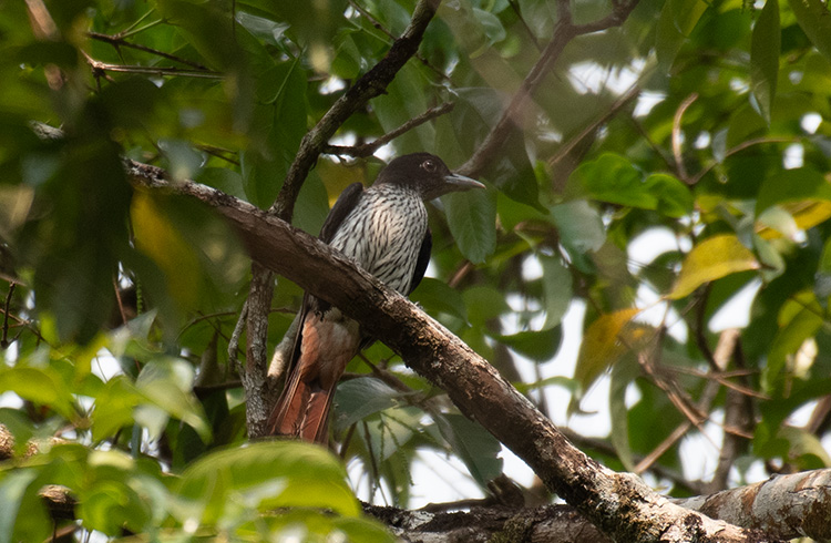 While in Kaeng Krachan last week, it would have been rude not to twitch the Silver Oriole that had taken up residence there. The road up to it was hard going, but it was well worth the effort, and with bonus White-fronted Scops Owl and White-crowned Hornbill on the way up!