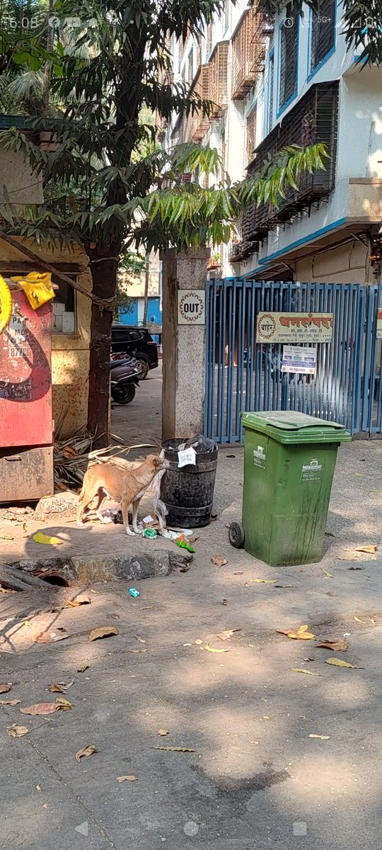 ab_margaj's tweet photo. @mybmcWardT
@mybmc
I'm Postman Arjun Margaj. I was bitten by a stray dog at Mukund Society Gawanpada Mulund East today while I was on duty. I've included a picture of that dog below. I request BMC take the necessary action to stop this stray dog from attacking civilians in future https://t.co/t28xnu4miG