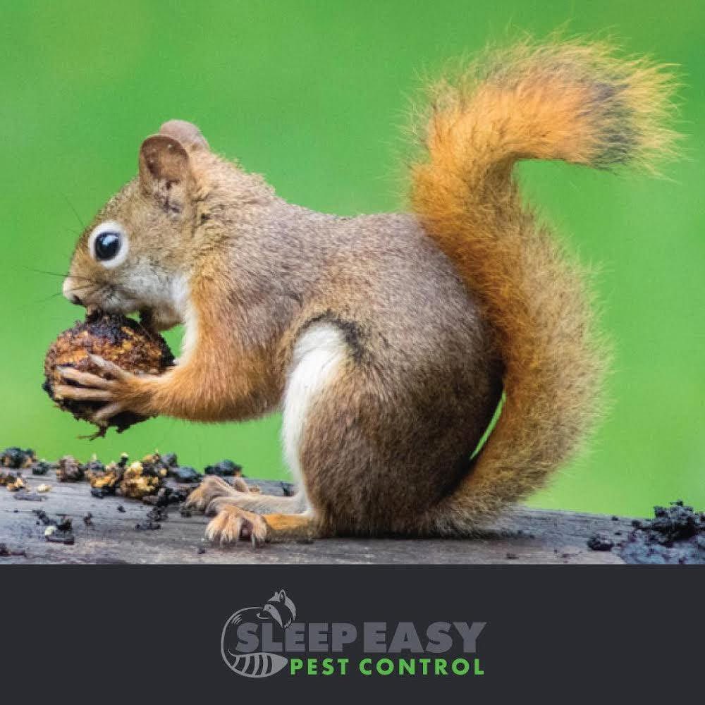 SleepEasyPC's tweet photo. Some signs that you have a squirrel:
-You hear noises in the attic
-Are any spots of your roof soffit removed or disturbed?
- Squirrels can chew through your roof vents
#Guelph #GuelphPestControl #Puslinch #SleepEasyPestControl #Squirrels #FergusPestControl #EloraPestControl https://t.co/yUJHoLrd2j