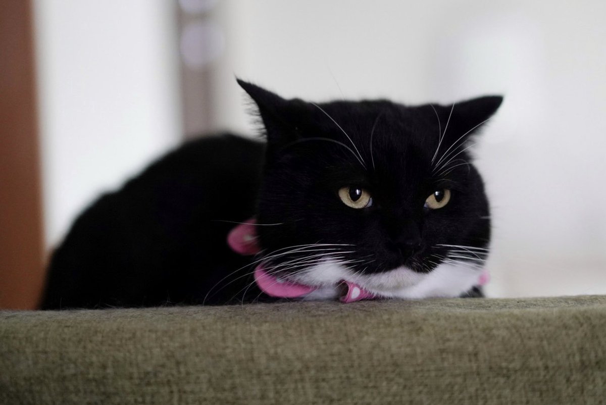 same cat :3

同じ猫