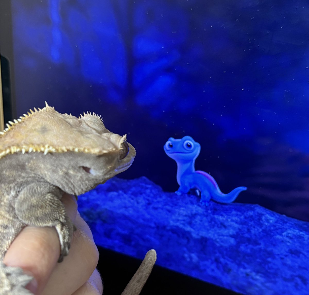 gossipgeckos's tweet photo. https://t.co/rgrXqae4lH