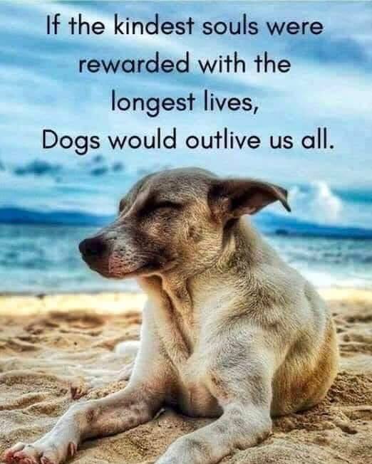 smcv1's tweet photo. @DogLovers03 https://t.co/ZQAaRlKC3l
