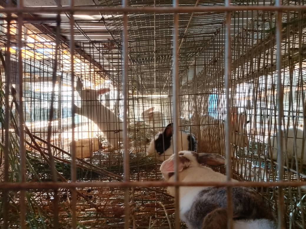 Rabbitedge42992's tweet photo. Invest in farming, hassle-free!

Let Rabbitedge Farms handle the operations while you enjoy the returns. 

💰 Smart. Sustainable. Profitable.

Let’s talk! 📩

#Agribusiness #FarmingInvestment #PassiveI https://t.co/UwD0PlrDGb
