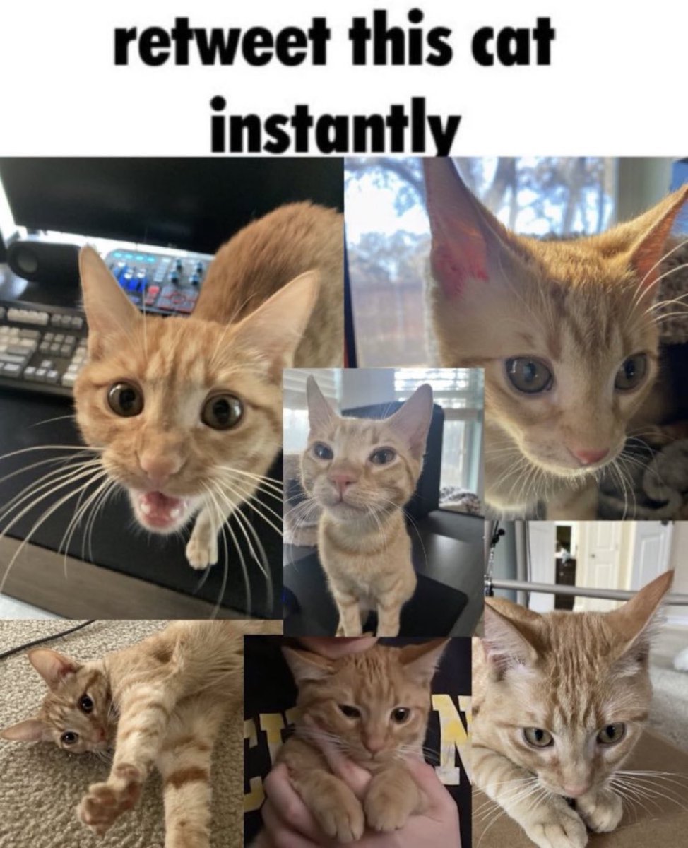 We don't deserve cats 😺 (@catsareblessing) on Twitter photo 