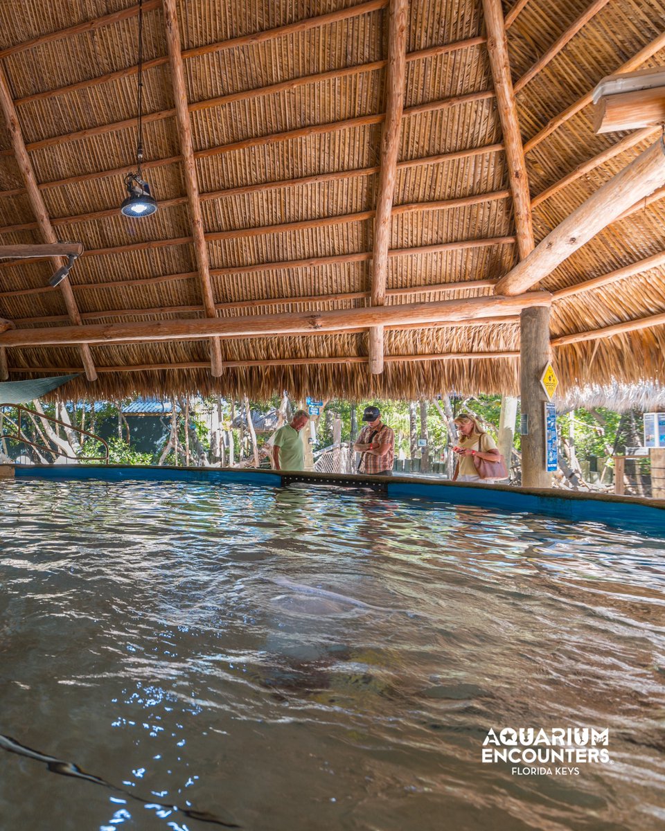 FLKeysAE's tweet image. Ready for an encounter like no other? 🐟🐚 From hand-feeding stingrays to exploring coral reefs, Aquarium Encounters is the perfect family outing. Join us for a day of marine fun! 🌊