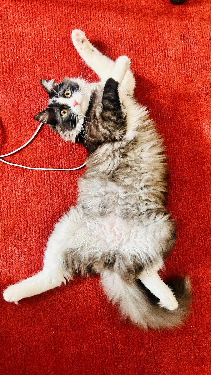 Oberon is turning 1 today! 🥳
Birthday messages are welcome &amp; will be transferred to the birthday boy  😻
#CatsOnTwitter #CatsOnX #birthdaycat #cats