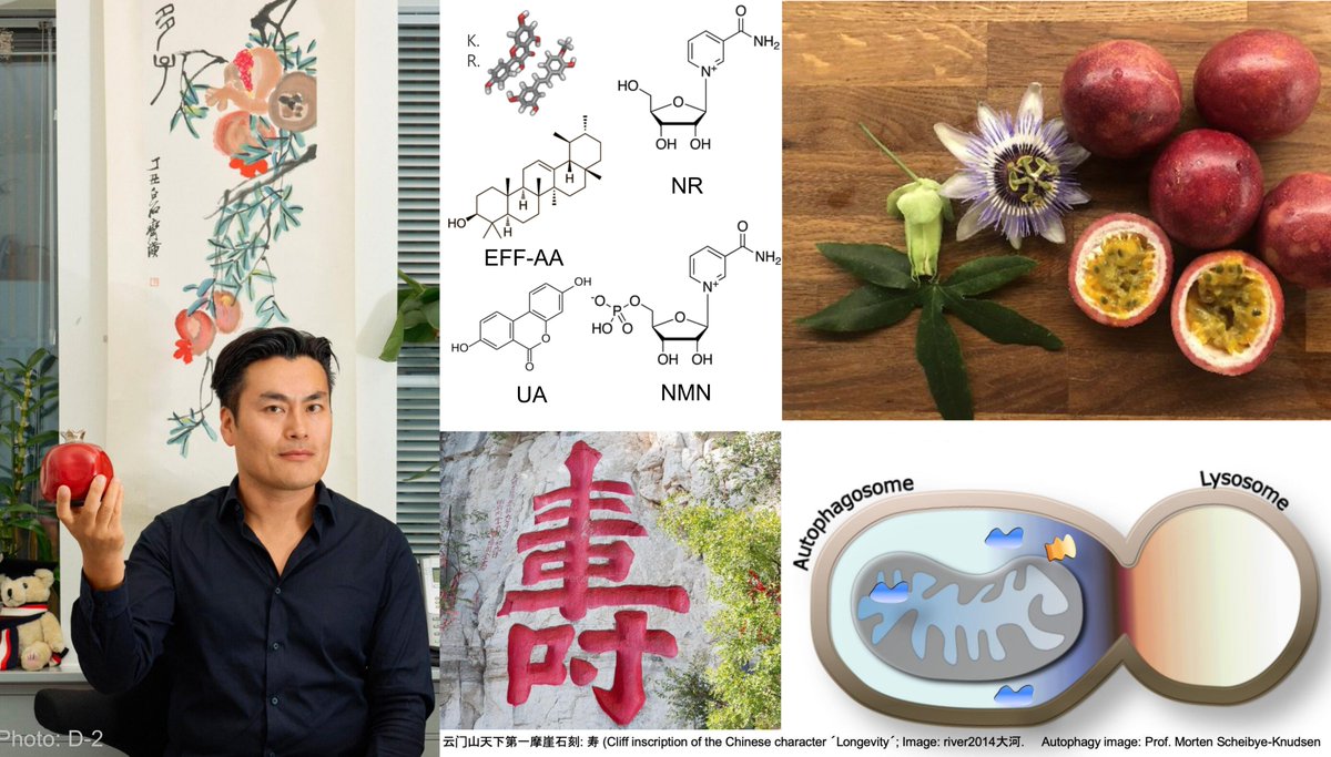 NO-Age and NO-AD Joint Venture (@noage100) on Twitter photo Small molecule with big impact: NAD⁺ slows aging and Alzheimer's disease (<a href="/TheFangGroupUiO/">FangGroup</a> <a href="/Epigen_AhusUiO/">EpiGen_Ahus/UiO</a> <a href="/UniOslo/">Universitetet i Oslo</a> <a href="/ovelse_Ahus_no/">Ahus</a>)
apollon.uio.no/artikler/2025/… Small molecule with big impact: NAD⁺ slows aging and Alzheimer's disease (<a href="/TheFangGroupUiO/">FangGroup</a> <a href="/Epigen_AhusUiO/">EpiGen_Ahus/UiO</a> <a href="/UniOslo/">Universitetet i Oslo</a> <a href="/ovelse_Ahus_no/">Ahus</a>)
apollon.uio.no/artikler/2025/…
