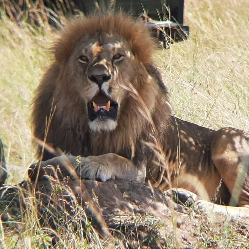 SyvetSafaris's tweet photo. Experience the magic of Africa with our special safari deals! 🦁
Whether you dream of the Great Wildebeest Migration, luxury lodges, or adventure-packed safaris, we’ve got you covered. Our tailor-made safaris bring you face-to-face with Africa’s wildlife!
📞0752295775/0708826877 https://t.co/dA2IQmvpNk