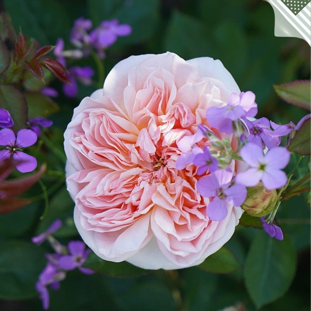 David Austin Roses (@daustinroses) on Twitter photo With soft apricot-pink blooms and a fruit-laden fragrance, Evelyn (Aussaucer) invites admiration at every turn.
 
Thriving in full sunlight, it adapts beautifully to a range of garden settings, whether in a border, rose bed, or as a feature plant.
Shop -  bit.ly/4hq7zM5 With soft apricot-pink blooms and a fruit-laden fragrance, Evelyn (Aussaucer) invites admiration at every turn.
 
Thriving in full sunlight, it adapts beautifully to a range of garden settings, whether in a border, rose bed, or as a feature plant.
Shop -  bit.ly/4hq7zM5