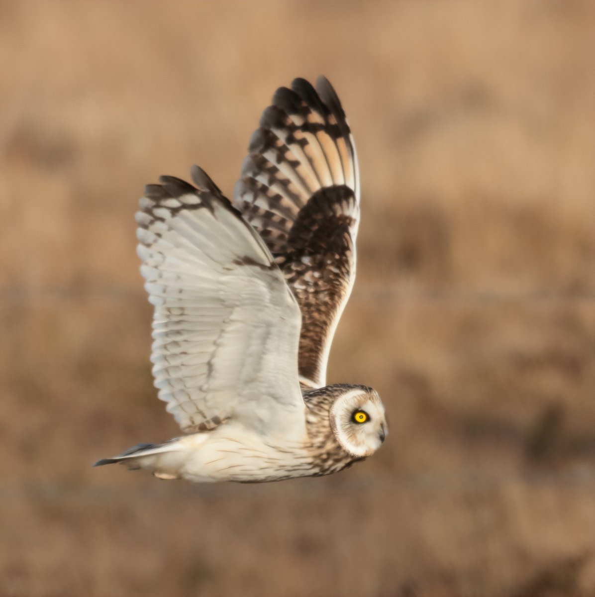 It's been a quiet winter for Short-eared Owls in Orkney, perhaps unsurprising after such poor autumn passage through <a href="/FI_Obs/">Fair Isle Bird Observatory</a>. Extra special then to bump into a roadside group of three birds - hunting, chasing and occasionally bickering with a passing Hen Harrier
