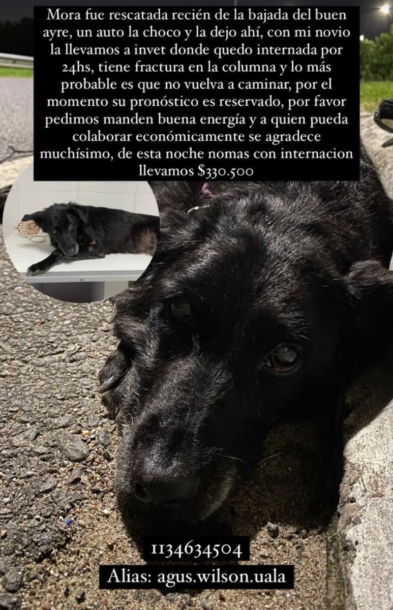 Hola amigos! La rescató una amiga mía, porfa, ayudamos? 🙏🙏, en la publicación está el Alias. Se que es una tarea interminable, no puede sola. Todo suma. Difusión por favor! 
<a href="/MARCELA11318306/">MARCELA S.</a> <a href="/ChuzaSan/">Estoy Intensa 🆗</a> <a href="/lavozdelosotros/">LAVOZDELOSOTROS</a> <a href="/Bichuok1/">Bichu ok🐶🐱🌷🍀☀️(ex Sandri ok)</a> <a href="/bastet_2023/">Bast</a> <a href="/patitas_budgeok/">Patitas_ Budge lomasdezamora</a> <a href="/misuperamigo/">misuperamigofiel 🇦🇷</a>