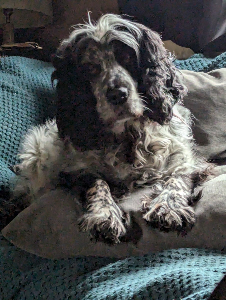 Putting my paws up for a while