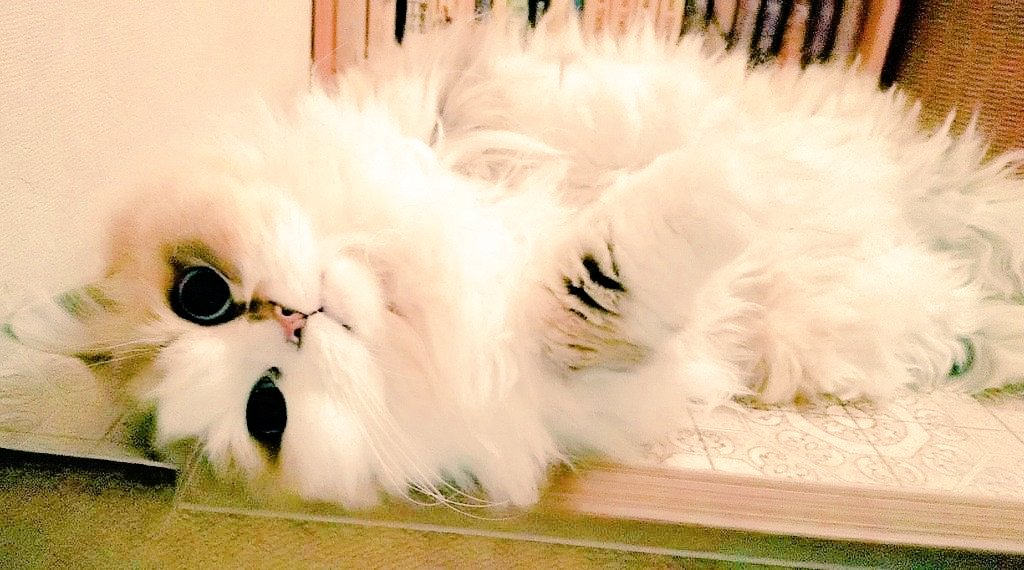 #猫で一言

ズコッ！