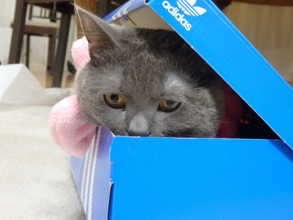 フォロワー、増えへんかにゃ...
もっと応援されたいにゃ..
でもどうしたら可愛いって思ってもらえるかが...
悩ましいにゃ🥺