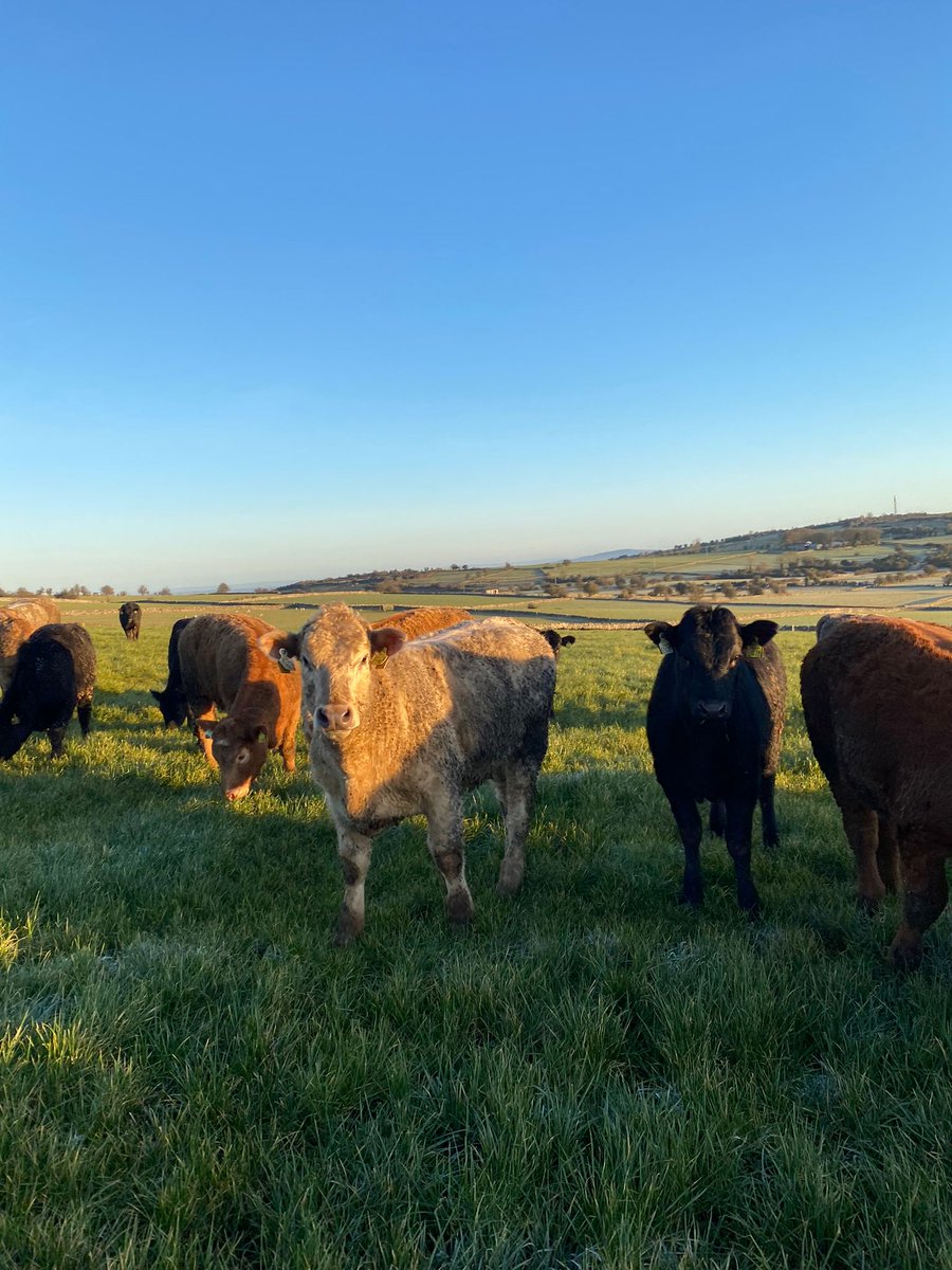 DawnDemoFarms's tweet photo. At #NewfordDemo, yearling heifers have recently gone out to grass. They are avg. 380 kg having achieved 0.8 kg ADG over the 2 month housing period🐮. 
They are grazing off some heavy covers while the weather allows to encourage regrowth &amp; stock can be rehoused if necessary. https://t.co/yNvG0cVKuC