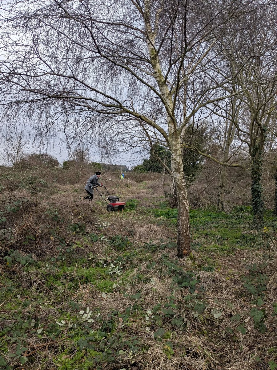 CommunityAd's tweet image. ✨Great progress at Dane Valley Woods! 🌿 Paths have been widened and a new one created to improve accessibility, habitat diversity, and fire breaks. The team also cleared an area of semi-mature woodland. Well done to all volunteers! 💚

#CommunityEffort #margate #thanet #kent