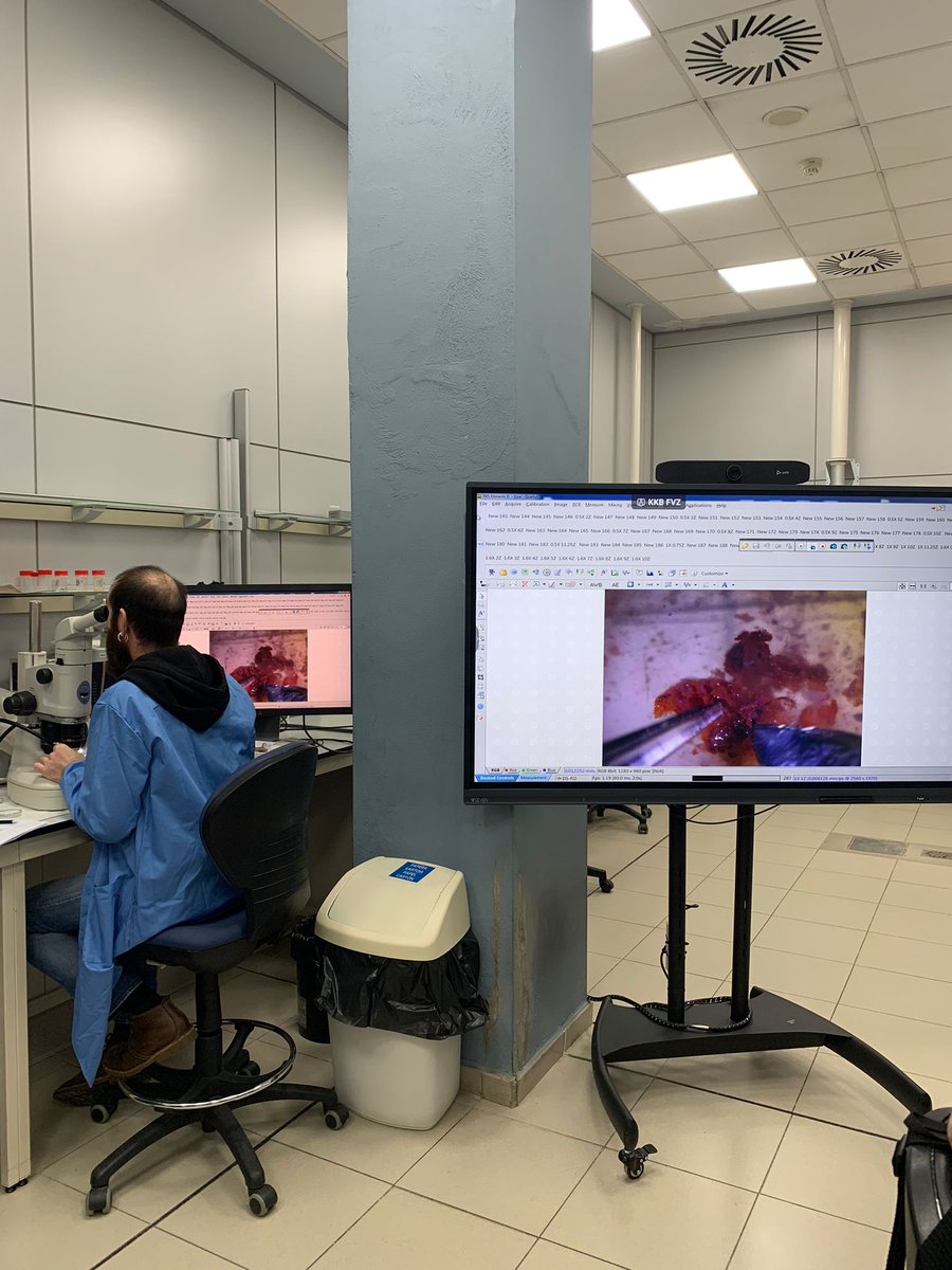 iMARES_group's tweet image. 🔬 Our technician @claudiaapa6 is attending a training by Eneko Bachiller (@azti_brta) on stomach content ID in small pelagics🐟—key to understanding their ecology &amp;amp; diet. 🌊🔍

#MarineEcology #METODOS 
@ICMCSIC