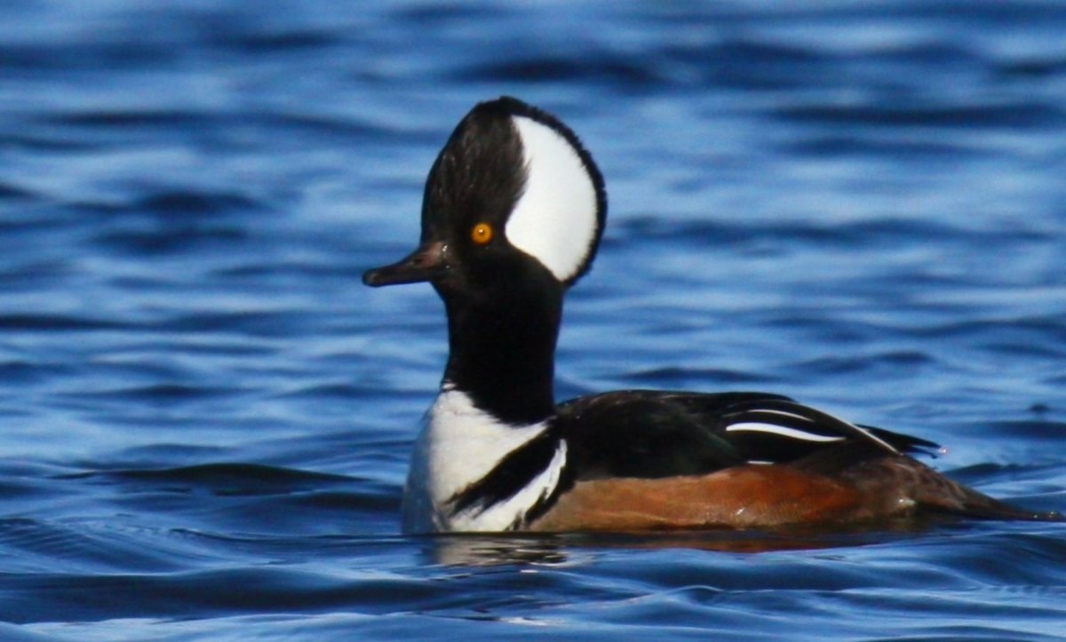 CapeHomepage's tweet photo. A male Hooded Merganser in the cold but sunny waters of the West Reservoir in Bells Neck Conservation Land in West Harwich, #CapeCod. #Catcheye https://t.co/IZNvD73M0H