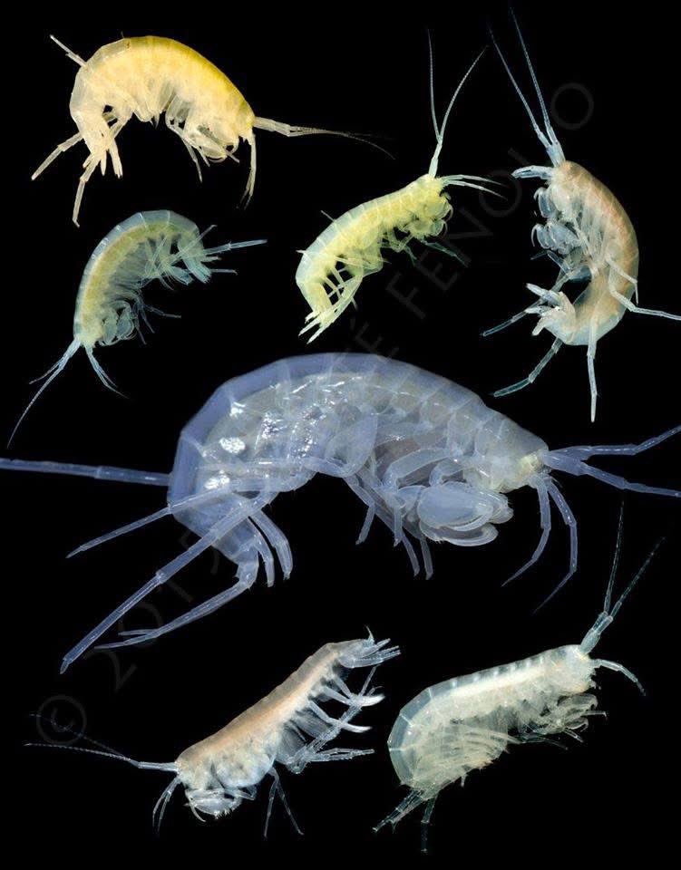 Danté Fenolio, Ph.D. tweet media