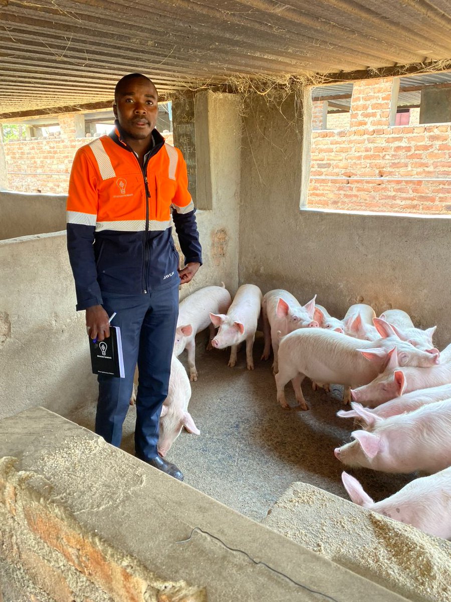 Steps for starting the pig farming business 

i have prepared a Thread for you👇 

1. Buy your pigs from a reputable breeder with quality purebred stock to enhance your advertising and marketing credibility.