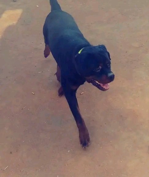 TshepoM61158154's tweet photo. @KFMza My dog name is Tobby and is the most caring and loving friend we could ask for in our family always on ourside projecting day or night so healthy fit dog... Much love him ♥️
#TheScienceOfLove
#UltraPet
@KFMza https://t.co/8Hinmbmlh7