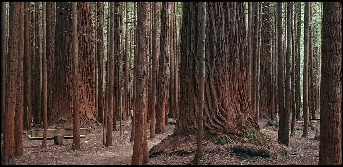 hottriggered's tweet image. Redwood's Rising

from forest floors
clad in a lifetime's
worth of leaf drops,
of storms and seasons.

our (NZ) redwood forests are young compared to others.

#thicktrunktuesday
#Redwood
@TreesThatCount
@TreesPics
@friends_trees
#worldseast
#New_Zealand
(C) #hottriggeredkiwi