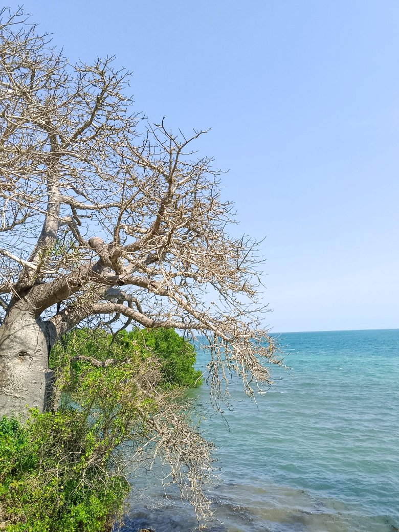 pulla_moses's tweet image. Kilifi Mazingira Park views.
#Kilifi4Life