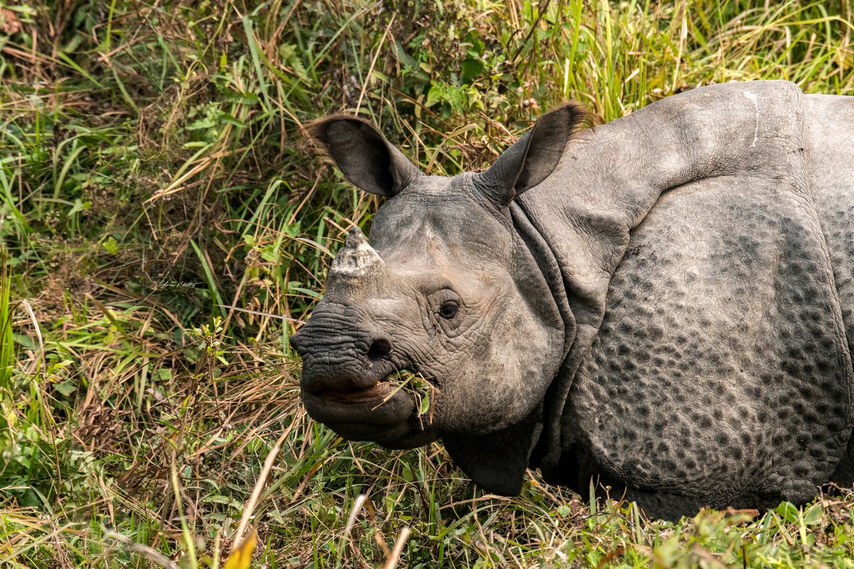 AmanChetryAC's tweet photo. 'The OG among the Rhino family'

One Horned Rhino 🦏 
Nikon D7500, 200-500mm

Captured at Nikon Workshop for Wildlife, 2025

📍 Manas National Park (https://t.co/Awsbo4Po7i)

#nikon #nikonindiaofficial #nikonnortheast #animals #rhino https://t.co/XFuWRnZ0FC
