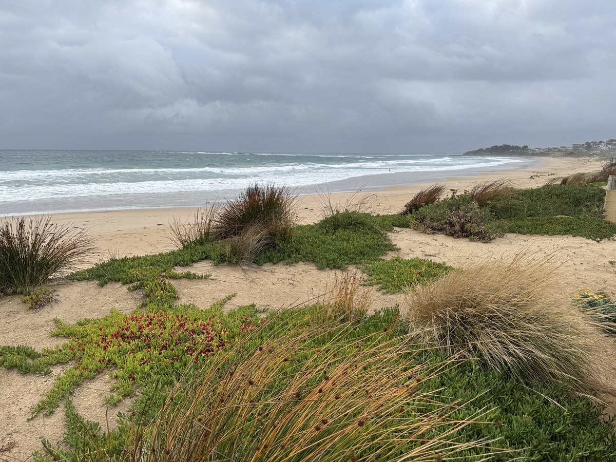 BaileyAdventur1's tweet photo. 0700 Apollo Bay, Victoria Aus.  The road trip began.  By 0830 skies blue &amp; 26C.  The beaches here are vast &amp; virtually empty. https://t.co/JZHC7JRLrI
