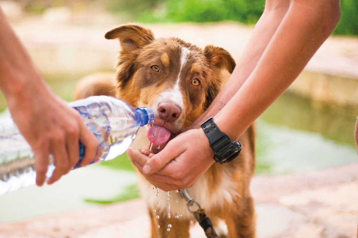 Vacaciones pet friendly: cómo cuidar a tu mascota de la ola de calor <a href="/EukanubaAr/">Eukanuba Argentina</a> 
marcelafittipaldi.com.ar/2025/02/vacaci……-la-ola-de-calor/