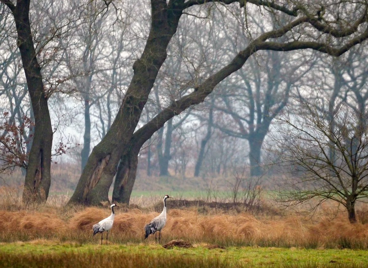 Zo vind ik kraanvogels het mooist, als ze opgaan in een oud Drents landschap zoals hier in de buurt van het N2000-gebied ⁦<a href="/Dwingelderveld/">NP Dwingelderveld</a>⁩ . Ondanks de kou gewoonweg genieten. ⁦<a href="/ProvDrenthe/">Provincie Drenthe</a>⁩