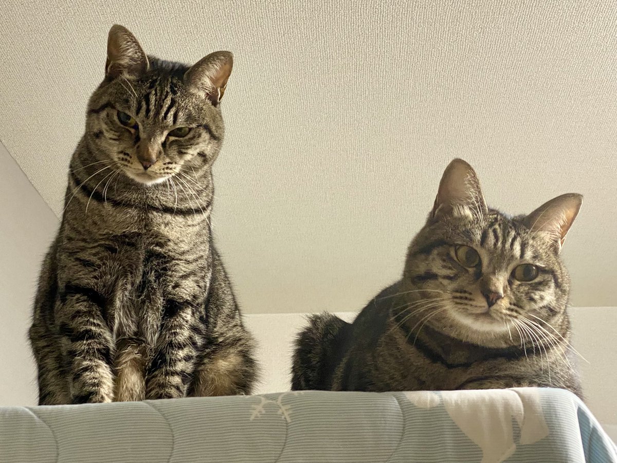 1st anniversary
一年経ってもカメラは嫌い。
ぎんちゃんキレすぎw