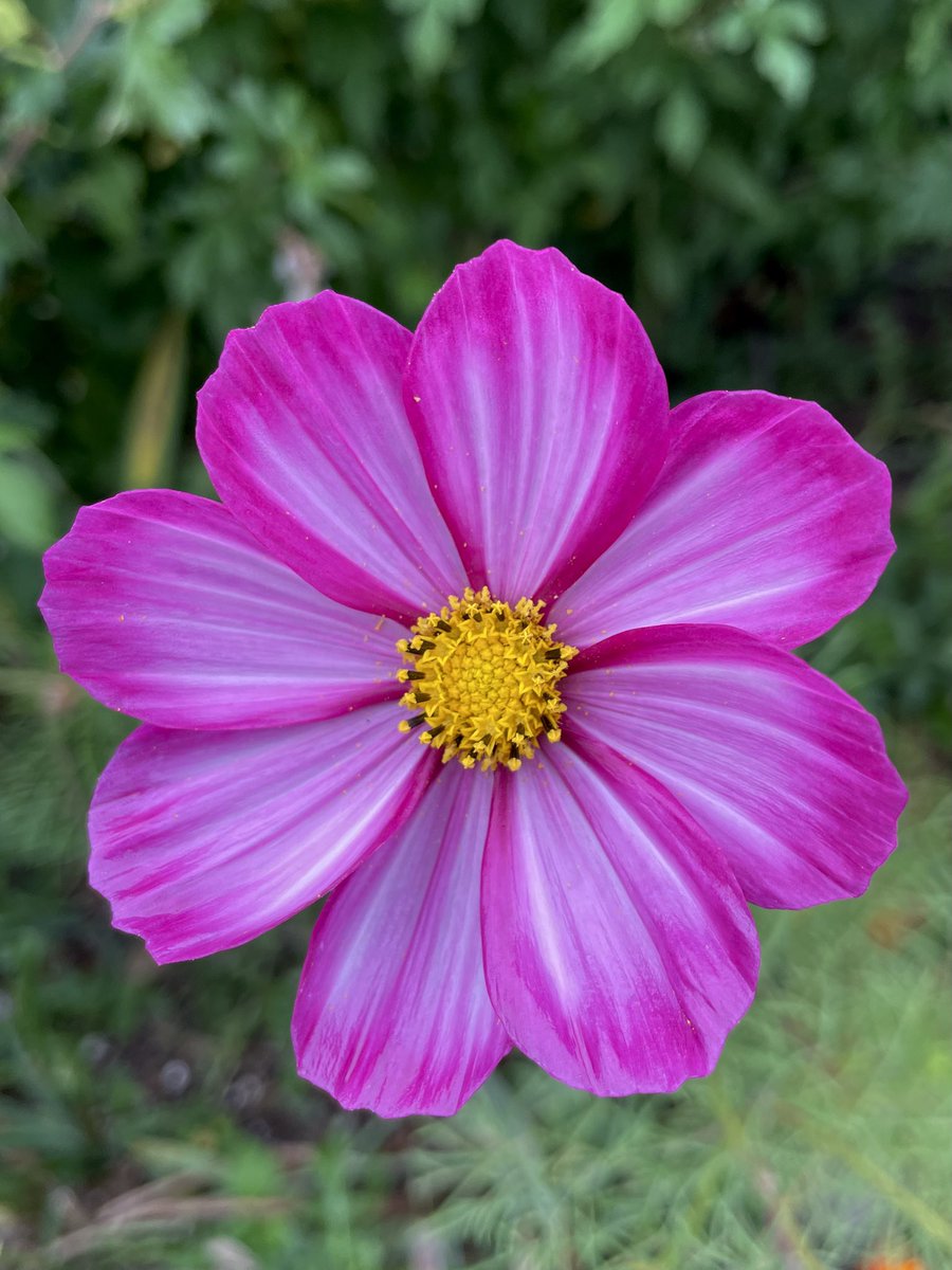 SandraBeeKind's tweet image. Nature never goes out of style, and neither does the serenity I find in every corner of my garden.
Unknown

#MagentaMonday 
#BloomScrolling
#FlowerReport
#Gardening