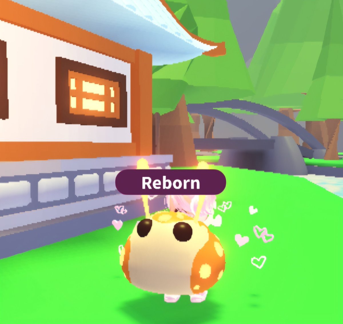 Bububear tweet media