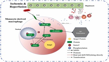 StanfordAbdTxp (@stanfordabdtxp) on Twitter photo 🔬 New research from Drs. <a href="/smkrams/">Sheri Krams</a> and <a href="/martinezoliviam/">Olivia Martinez</a> highlights SENP2 as a key regulator in liver ischemia-reperfusion injury (LIRI). Findings suggest that SENP2 modulates macrophage polarization and could be a promising target for LIRI treatment.
🔗: sciencedirect.com/science/articl… 🔬 New research from Drs. <a href="/smkrams/">Sheri Krams</a> and <a href="/martinezoliviam/">Olivia Martinez</a> highlights SENP2 as a key regulator in liver ischemia-reperfusion injury (LIRI). Findings suggest that SENP2 modulates macrophage polarization and could be a promising target for LIRI treatment.
🔗: sciencedirect.com/science/articl…