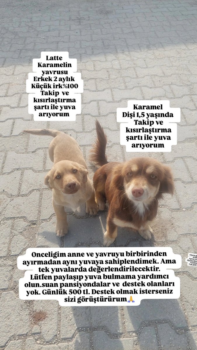 KIRIKHANpati's tweet photo. @seasparkl şehir farketmeyecegi için belirtmiyorum. Hatay https://t.co/r2aSvkmFHK