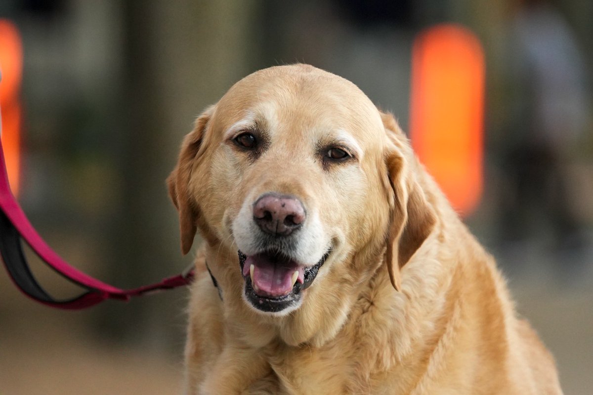 The two sides of me:

Me waiting for baseball ➡️ me when baseball is back
