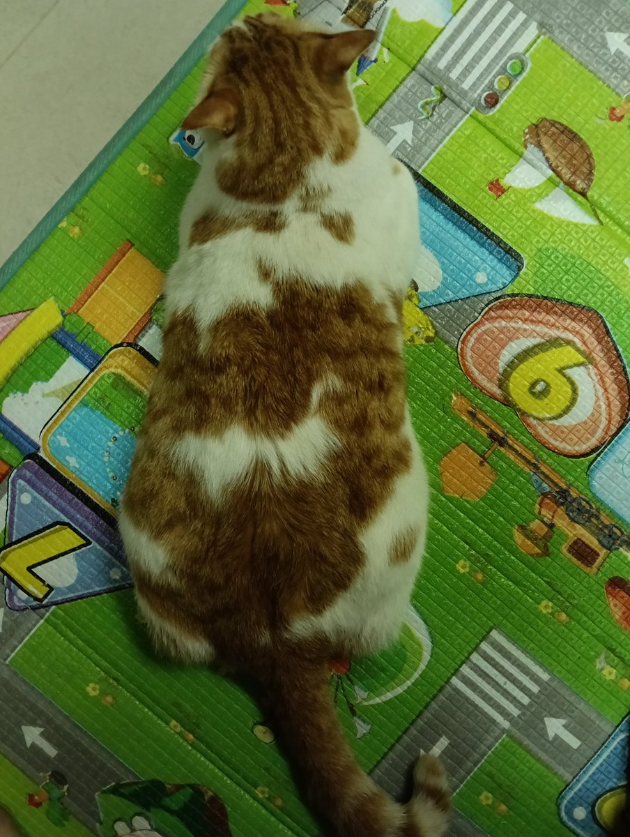 是偶滴錯覺嗎  感覺變大隻了