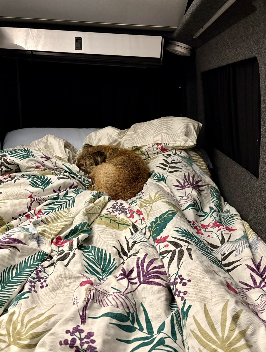 BtCulter's tweet photo. Saturday night - the folks trot off for their final ablutions leaving me tucked up on my wee van bed. Not a good idea - #bigbed 🐾😉🤣😂🤣🐾 https://t.co/AqeOAVfyIt