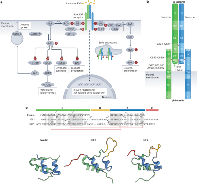New Online! Regulation and function of insulin and insulin-like growth factor receptor signalling bit.ly/40QUIvd