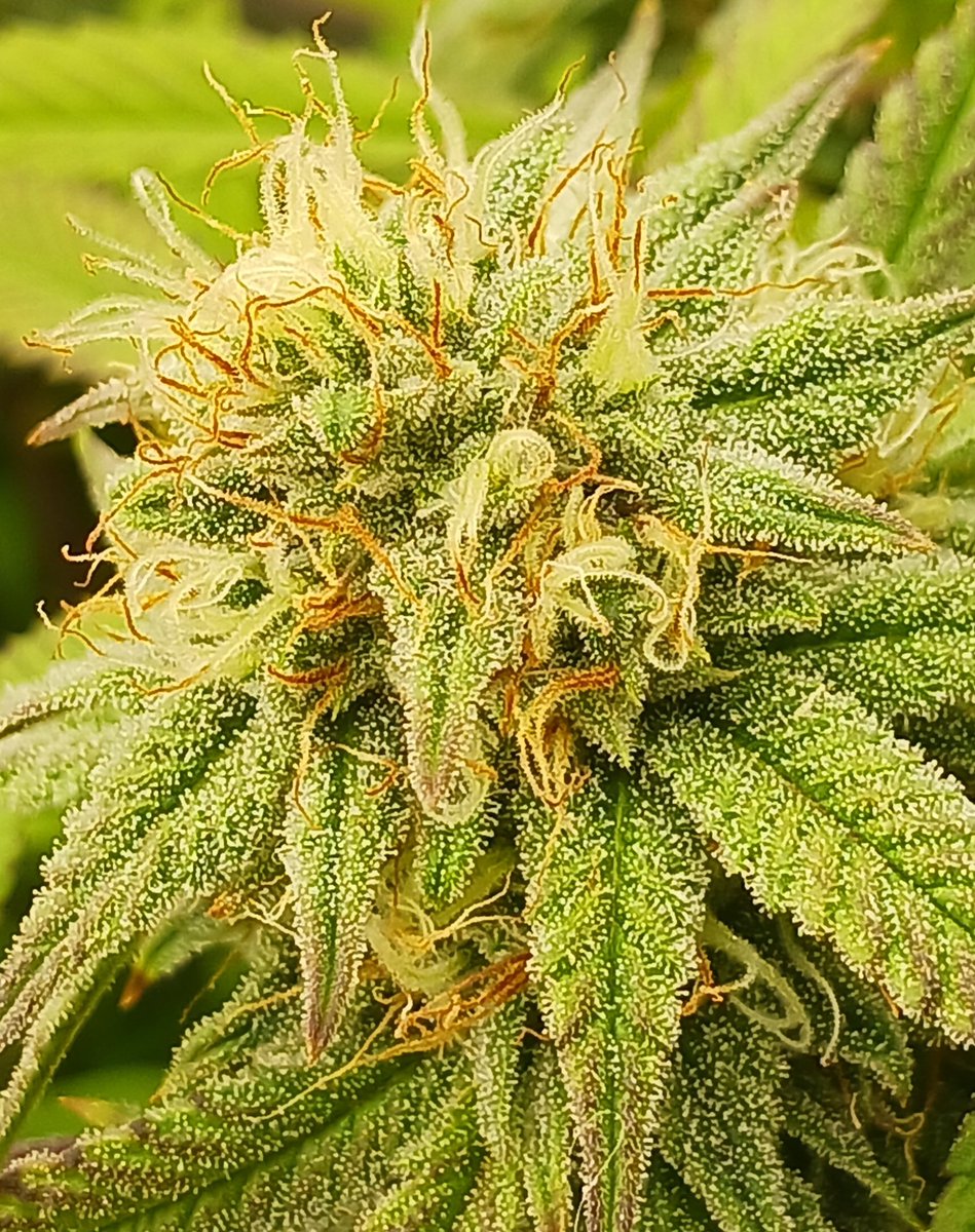 Smitty42075's tweet photo. Have a great week everyone. Palpatine with a week or so to go. She's smelling creamy with some dank fruit gas atm. Definitely love the smell on her 😍 she has some milk going so it won't be to long as she's changing out fast #growyourown #cannabiscommunity #palpatine https://t.co/IR920agIre