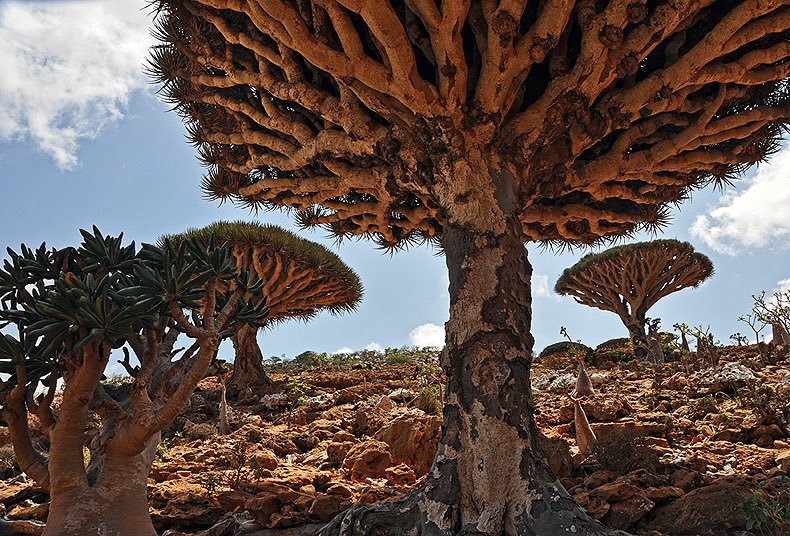 Ian Miles Cheong tweet media