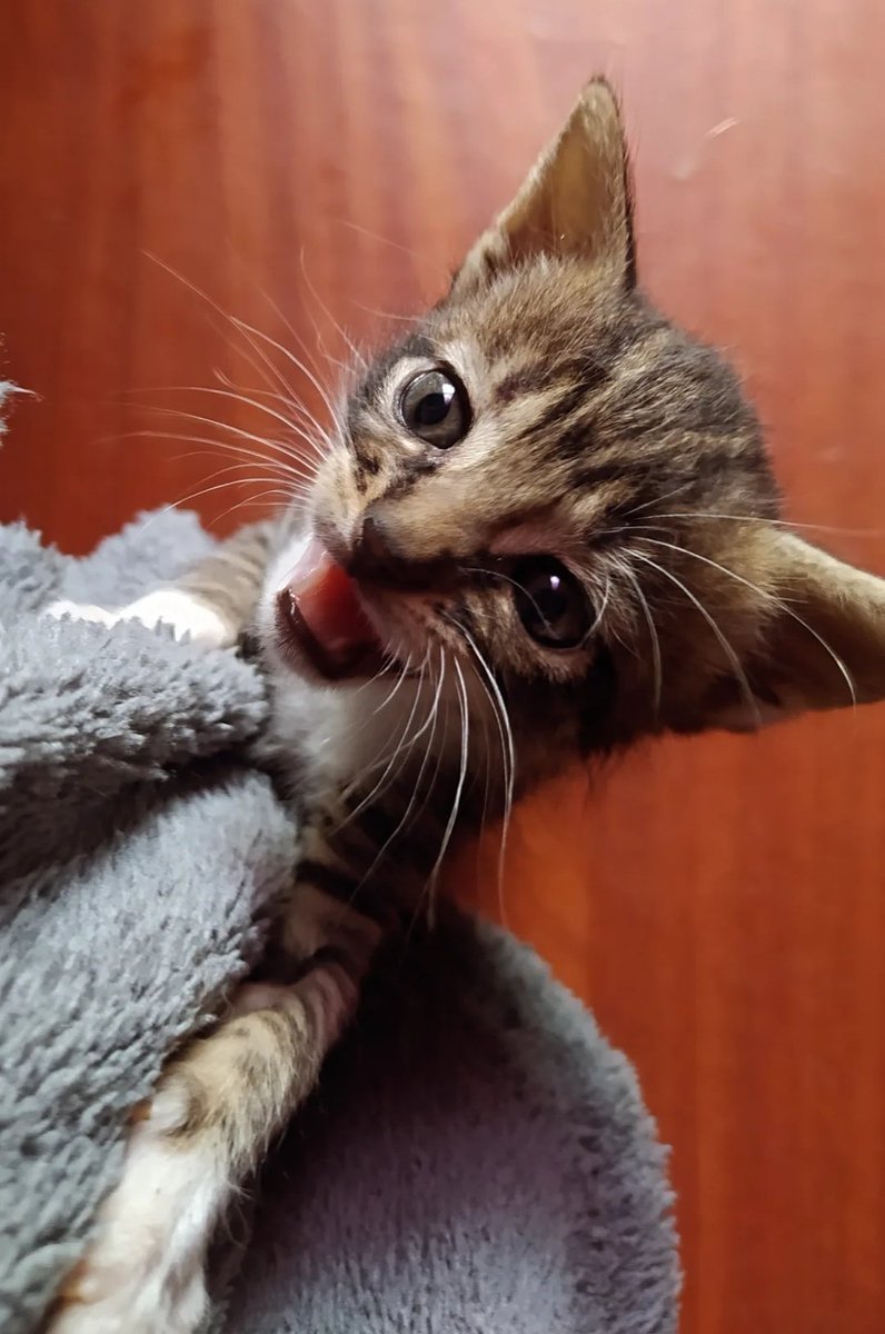 NGinzo's tweet image. BUEN LUNES GENTEE! 

Aquí las pequeñas guerreritas. Me sorprende ver semanas atrás cómo llegaron y ahora están super bien. Anímense a darle una buena vida a estas cositas bonitas que ya pasaron por mucho.

BUSCAN HOGAR (se van los primeros días de marzo) 🏡🩷🎀 0994 913428