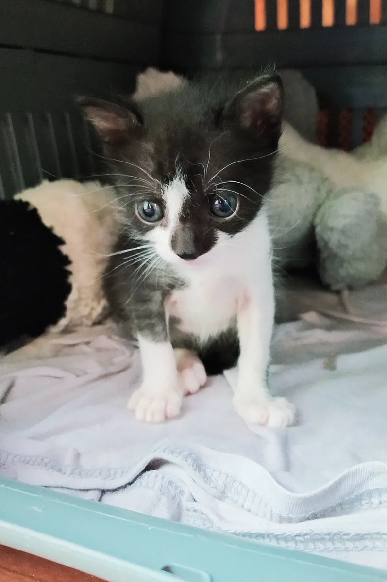 NGinzo's tweet image. BUEN LUNES GENTEE! 

Aquí las pequeñas guerreritas. Me sorprende ver semanas atrás cómo llegaron y ahora están super bien. Anímense a darle una buena vida a estas cositas bonitas que ya pasaron por mucho.

BUSCAN HOGAR (se van los primeros días de marzo) 🏡🩷🎀 0994 913428