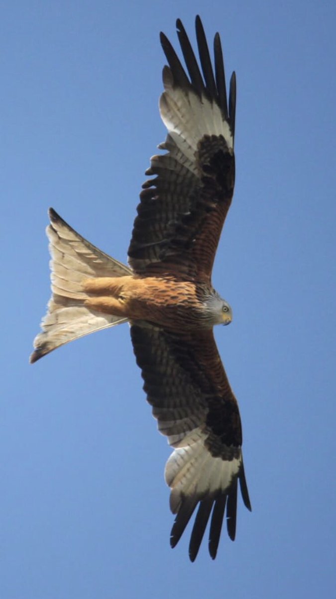 Boiling Frogs Blog 🍃💚🍃 tweet media